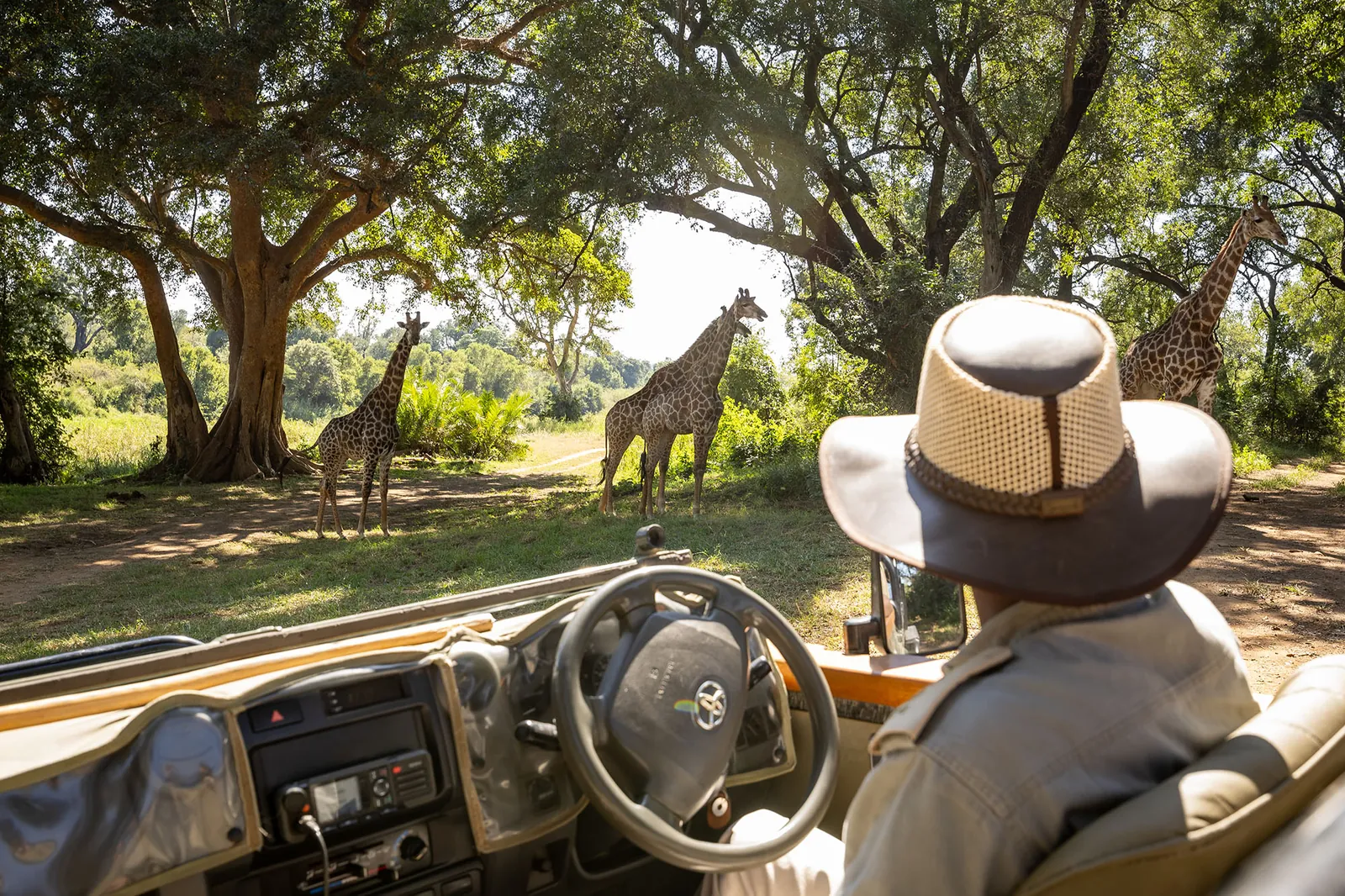A Karongwe guide approaching giraffes during an open vehicle safari