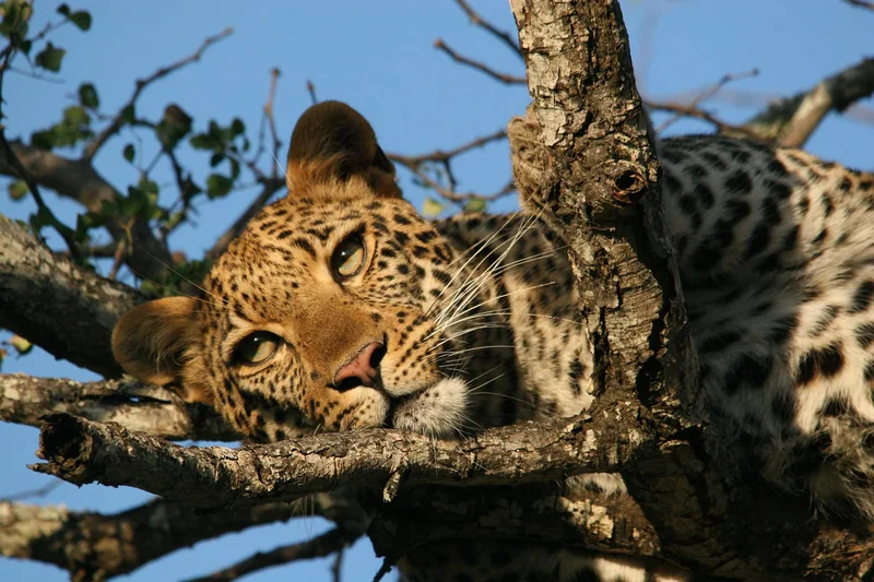 Leopard resting on a tree branch at Karongwe Private Game Reserve