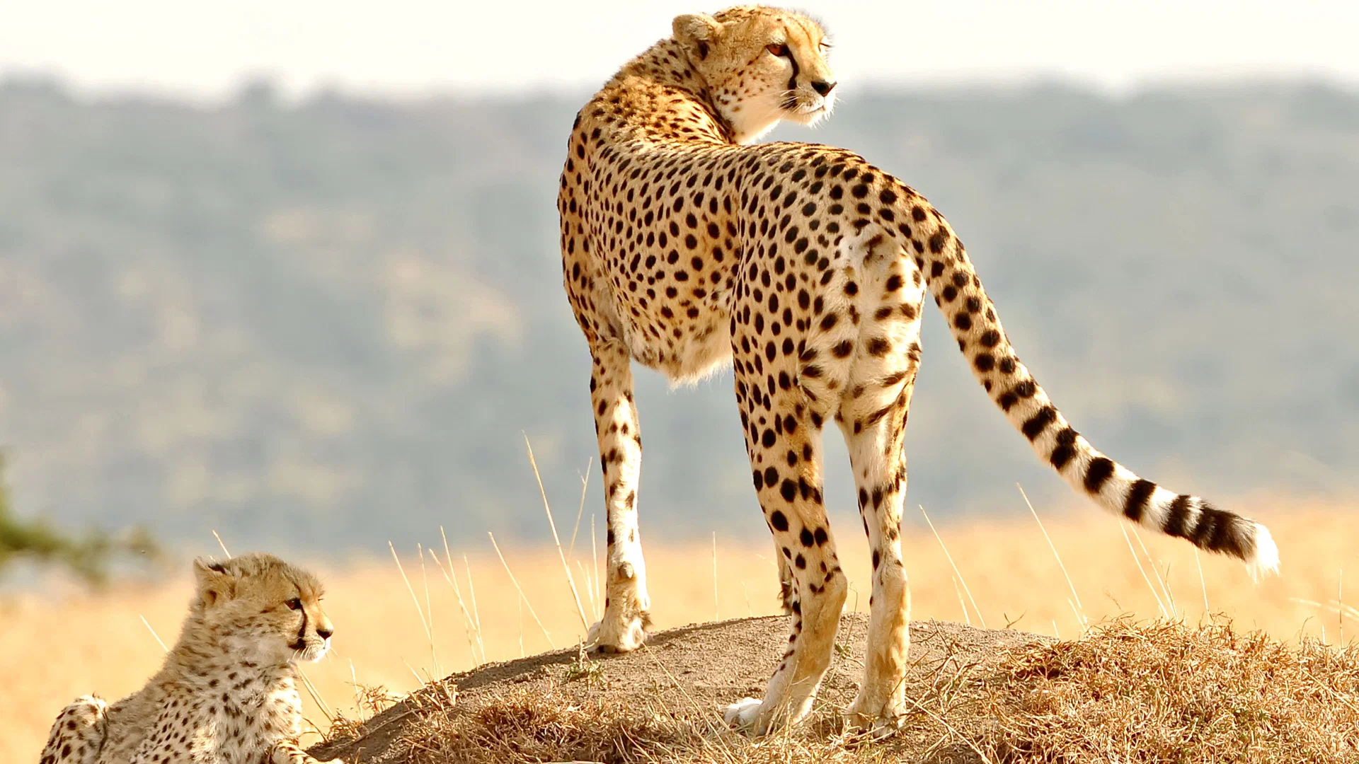 Adult cheetah standing on a grassy mound with a cub nearby on safari in Kenya