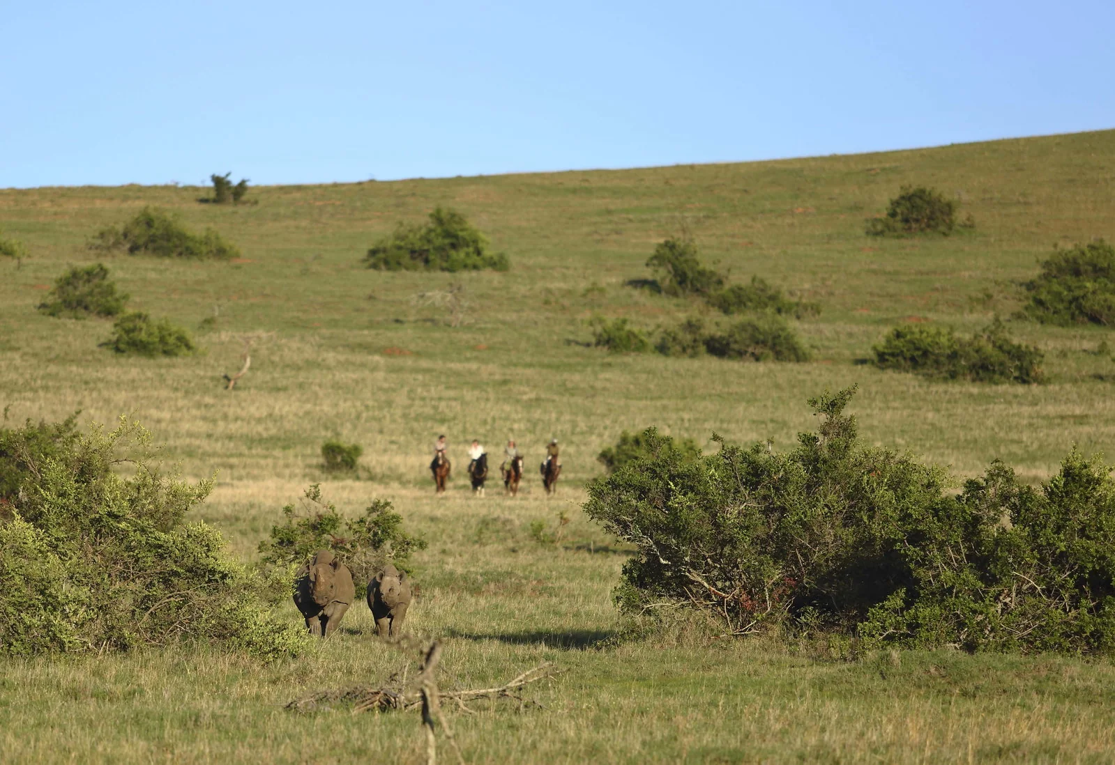 Horse riders approaching two rhinoceroses in Borana Conservancy, Kenya