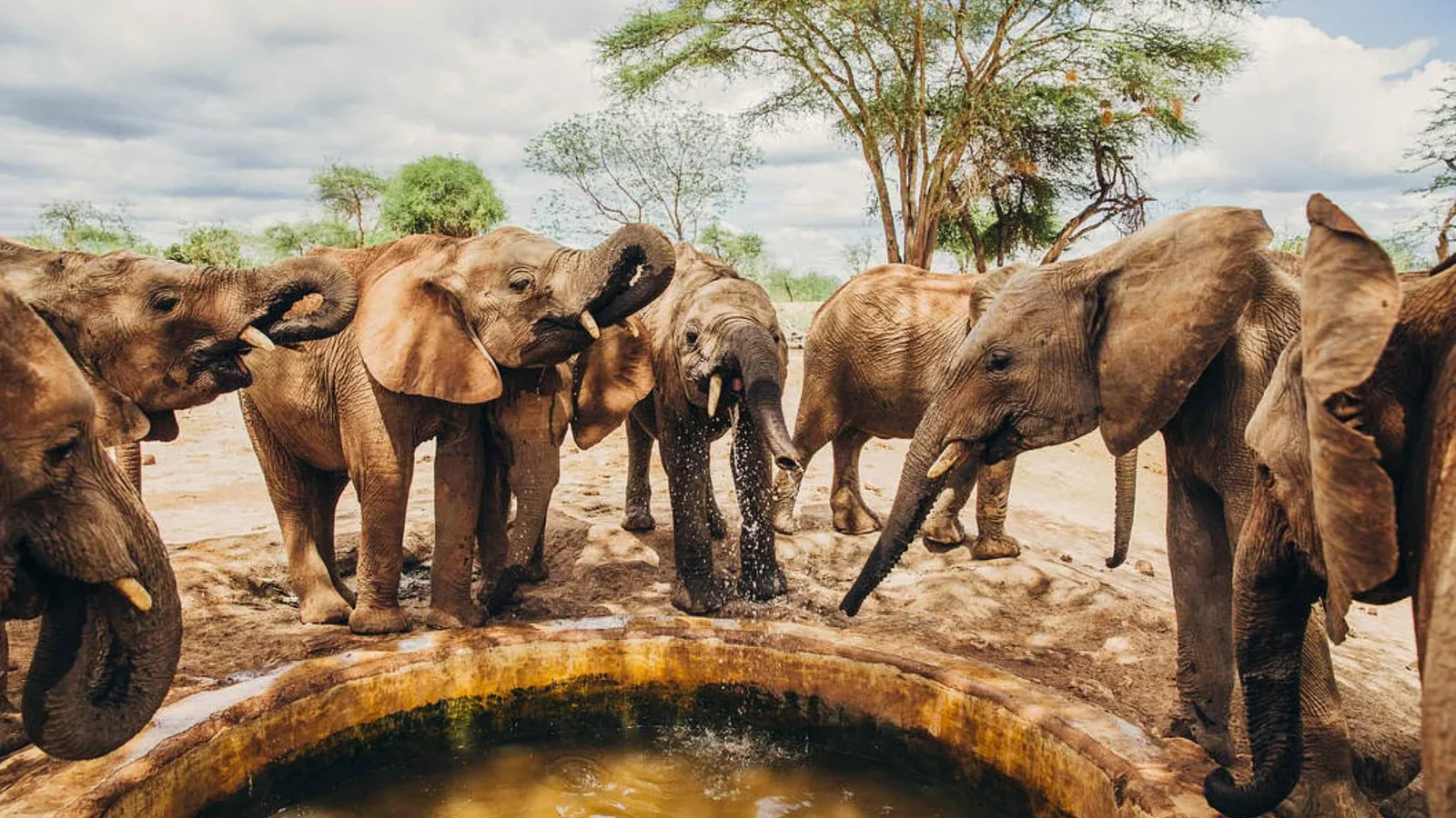 Young elephants gathered around a water trough at the Sheldrick Wildlife Trust Elephant Orphanage in Nairobi