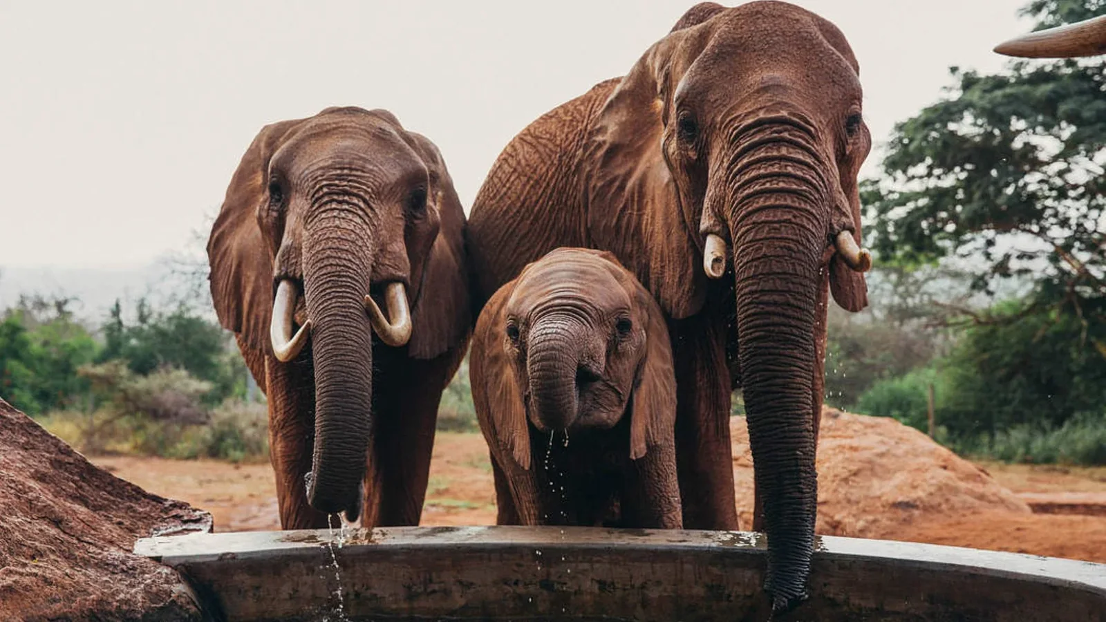 Three African elephants including a young calf gathered at a waterhole