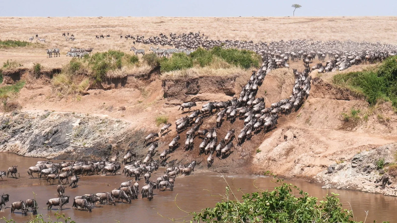 Wildebeest crossing a river during the Great Migration in Kenya's Maasai Mara