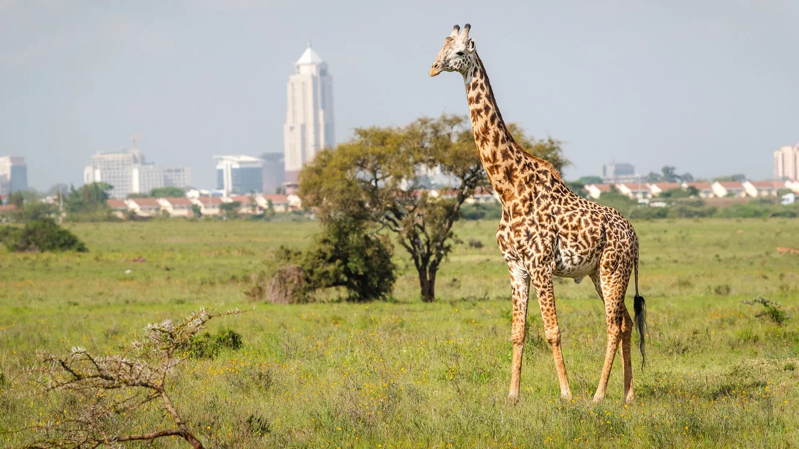 Giraffe in Nairobi National Park with the city skyline in the distance