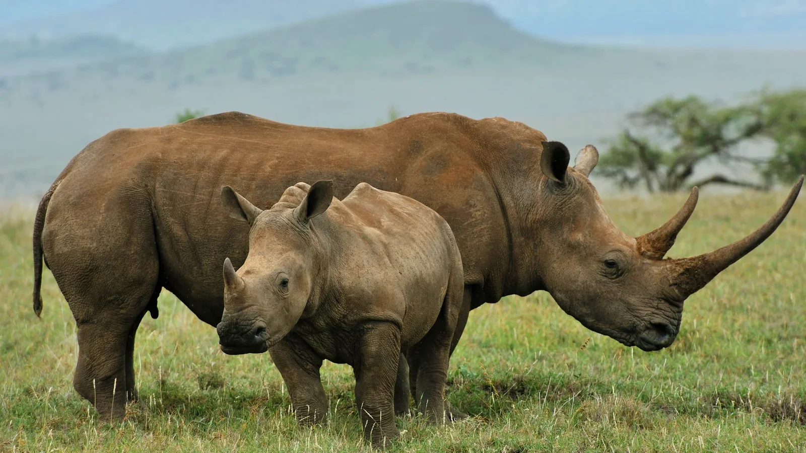 Adult rhinoceros and calf together on grassland, illustrating rhino conservation in Kenya
