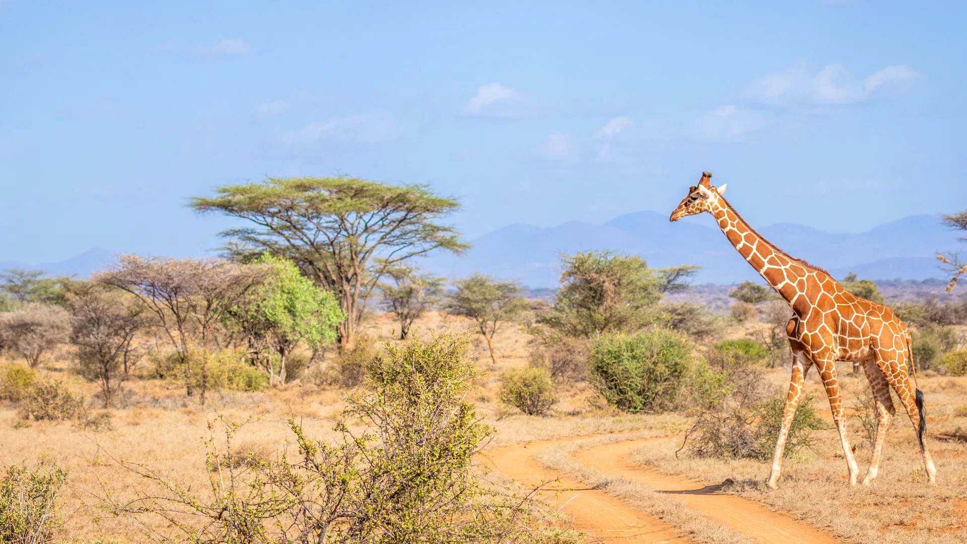 Giraffe standing among acacia trees in a dry Kenyan landscape.
