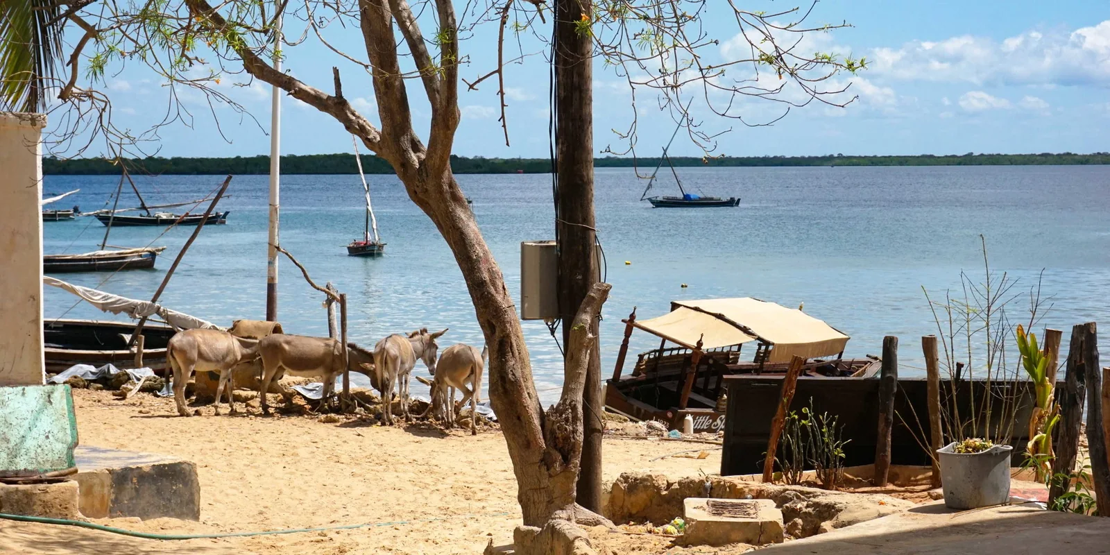 Donkeys beside traditional boats on the Lamu Island waterfront