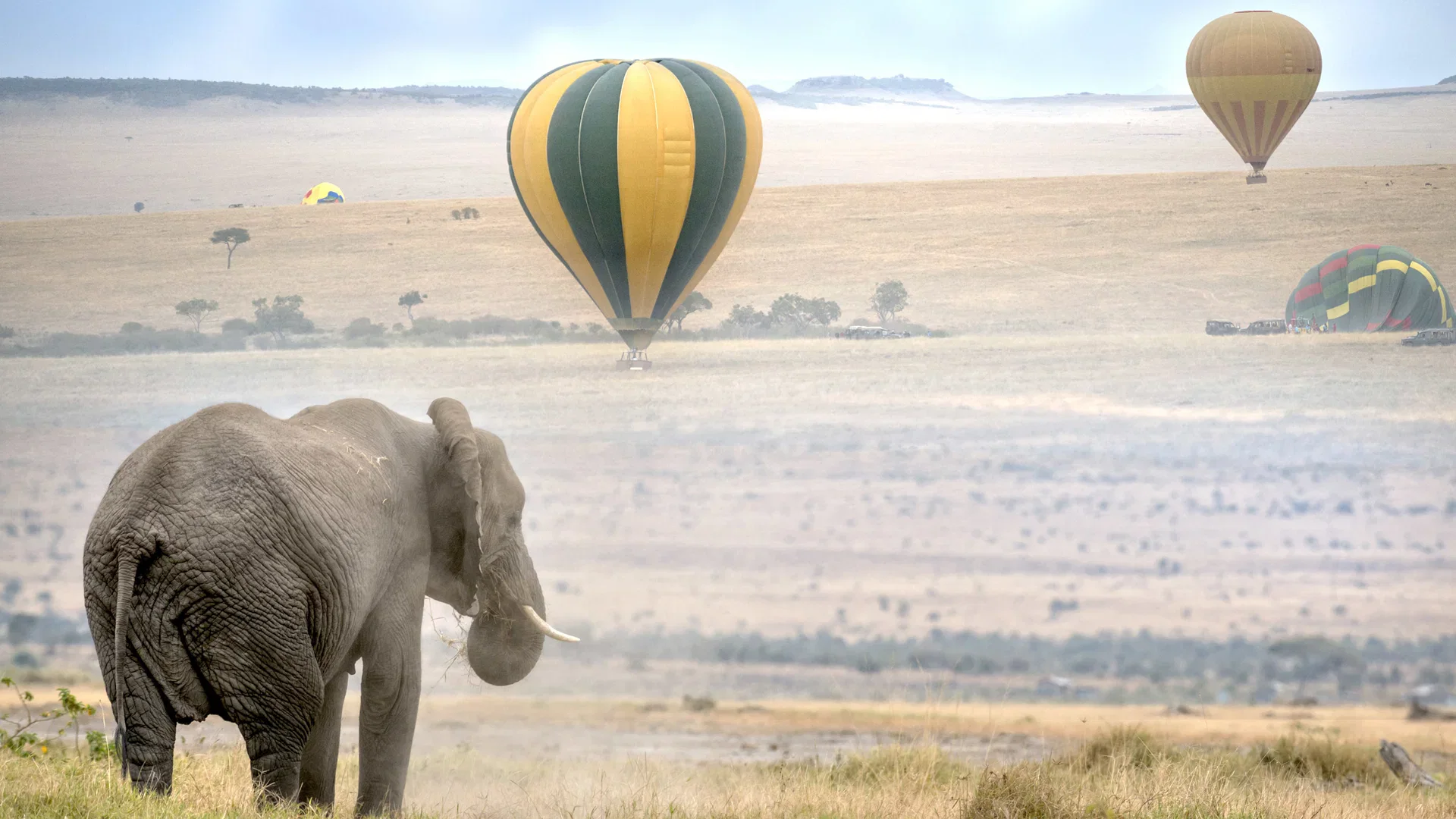 Hot-air balloons above the Maasai Mara plains with an elephant in the foreground.