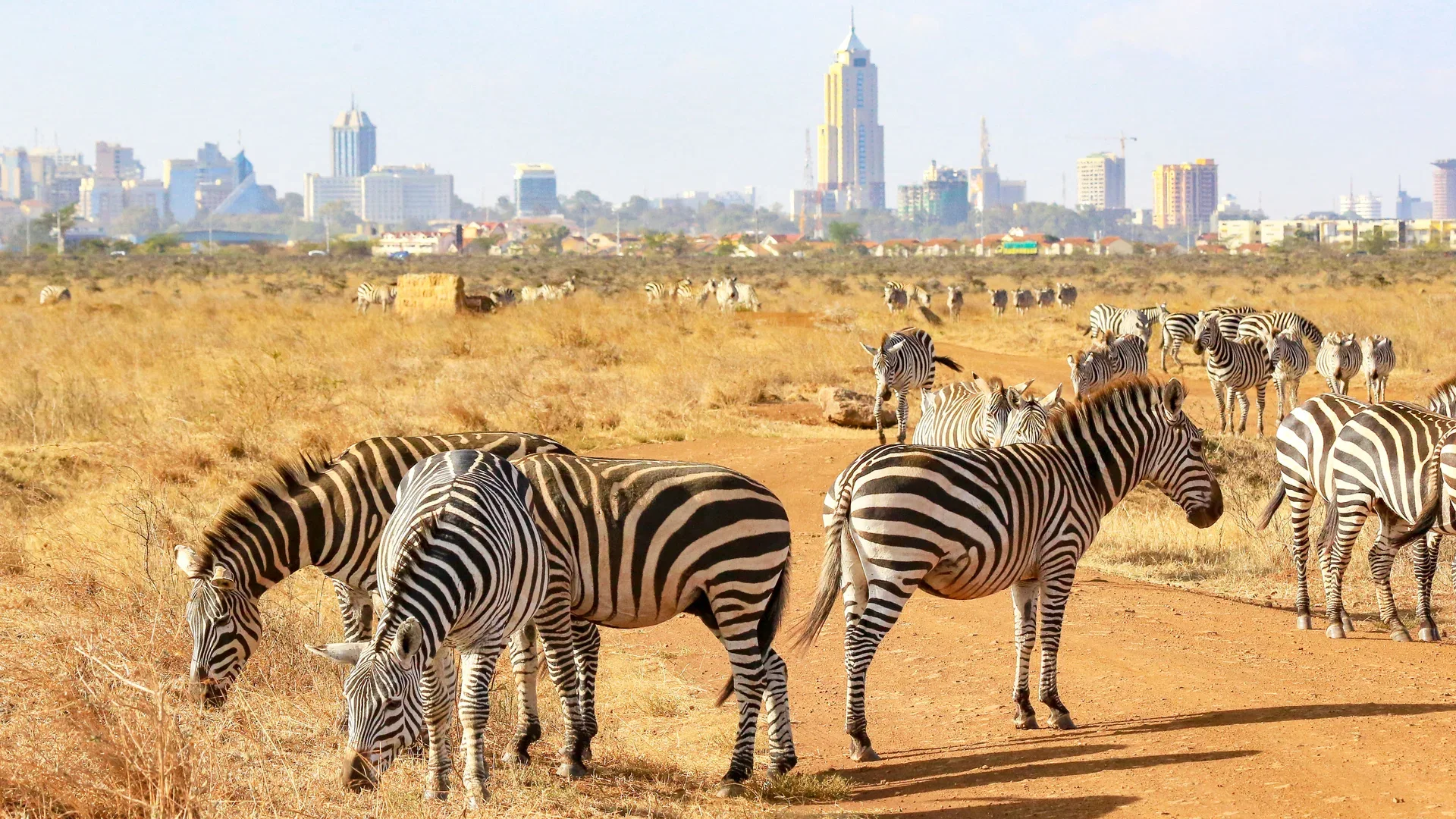 Zebras grazing in Nairobi National Park with the Nairobi city skyline in the background.