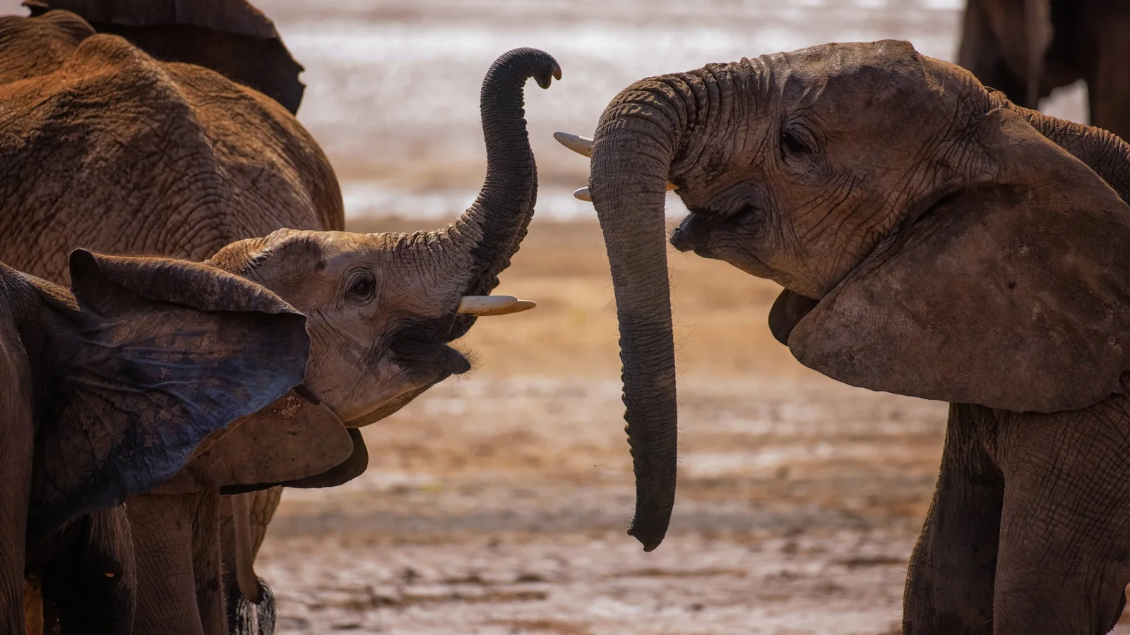 Elephants moving through the Samburu landscape near Sasaab