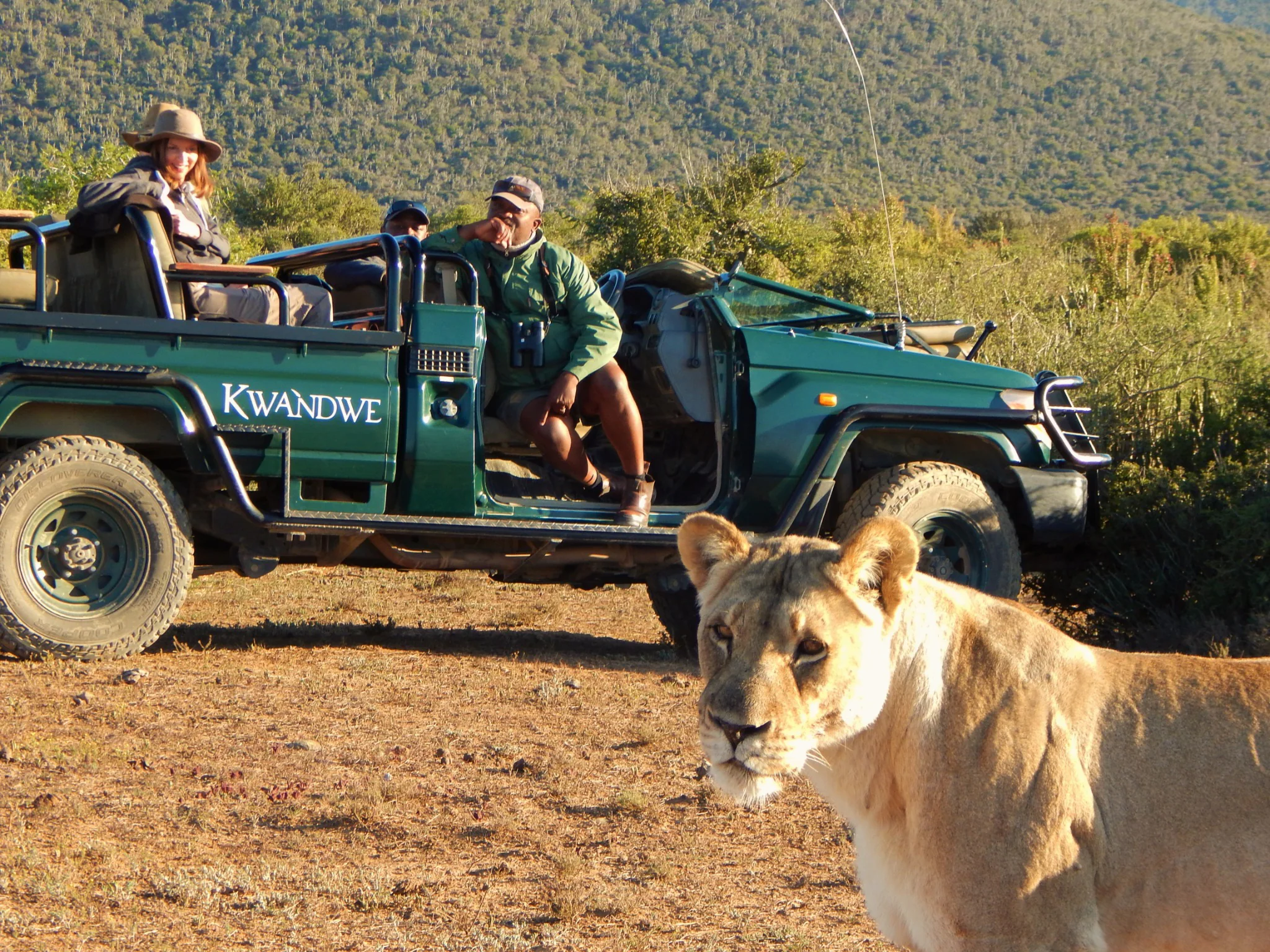 Lioness beside a safari vehicle at Kwandwe Private Game Reserve