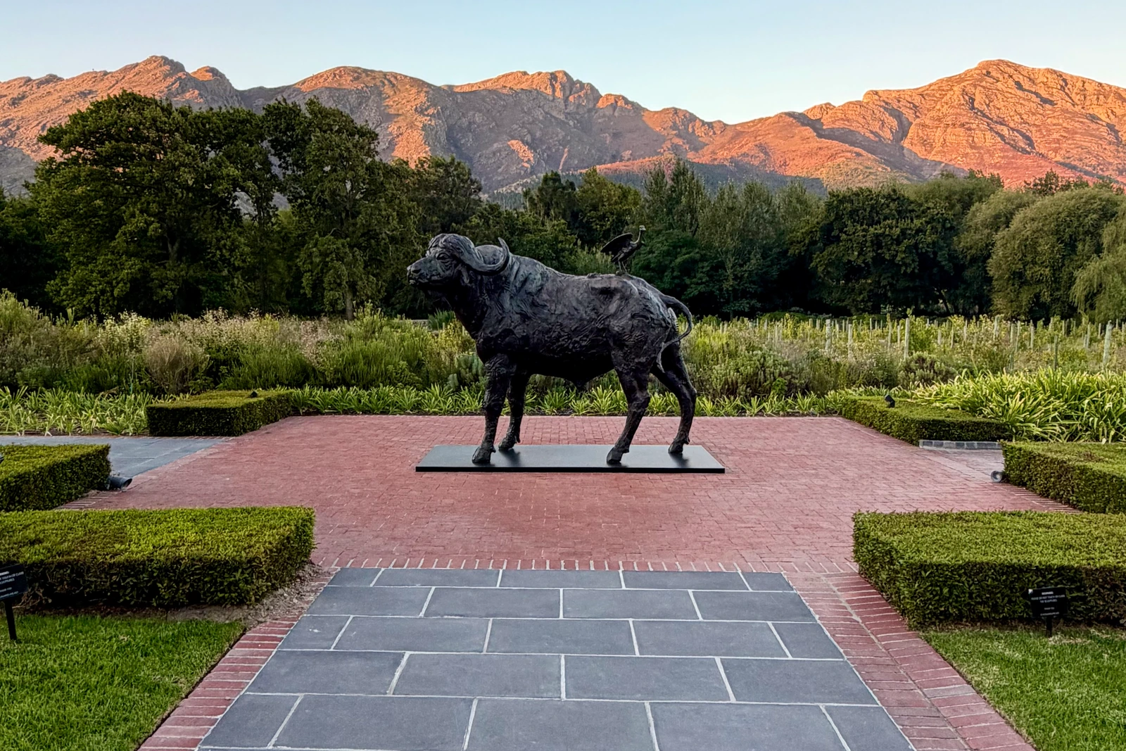 Buffalo sculpture in the gardens at La Petite Colombe in Franschhoek, with mountains glowing at sunset