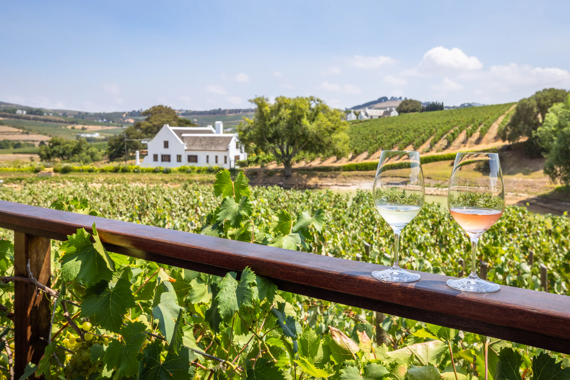 Wine tasting overlooking vineyards at a Cape Winelands estate in South Africa