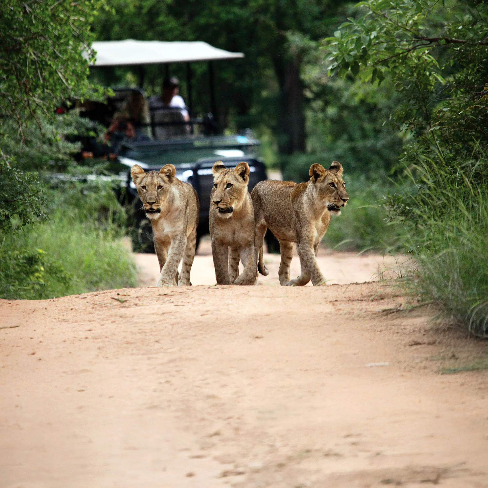 Three young lions walking ahead of a safari vehicle in Karongwe Private Game Reserve, South Africa