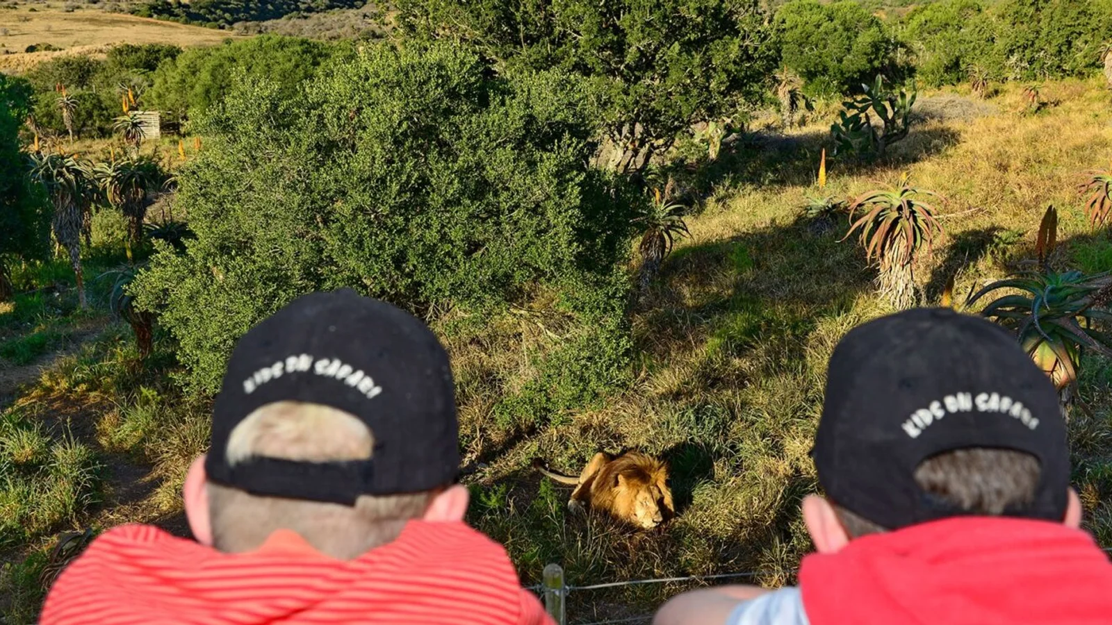 Guests watching a lion during a game drive at Shamwari Private Game Reserve