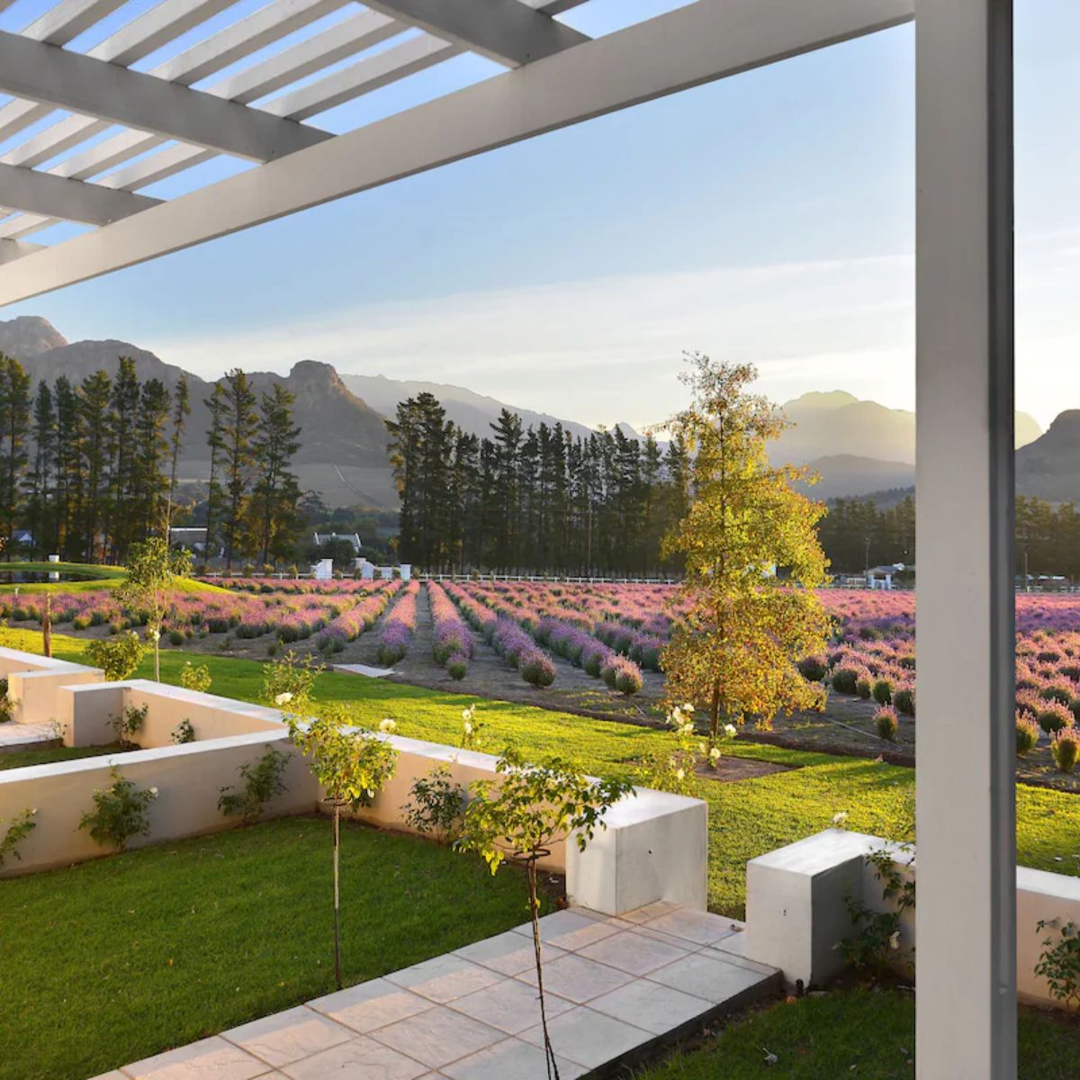 Lavender fields and mountain views at Lavender Farm Guest House in Franschhoek
