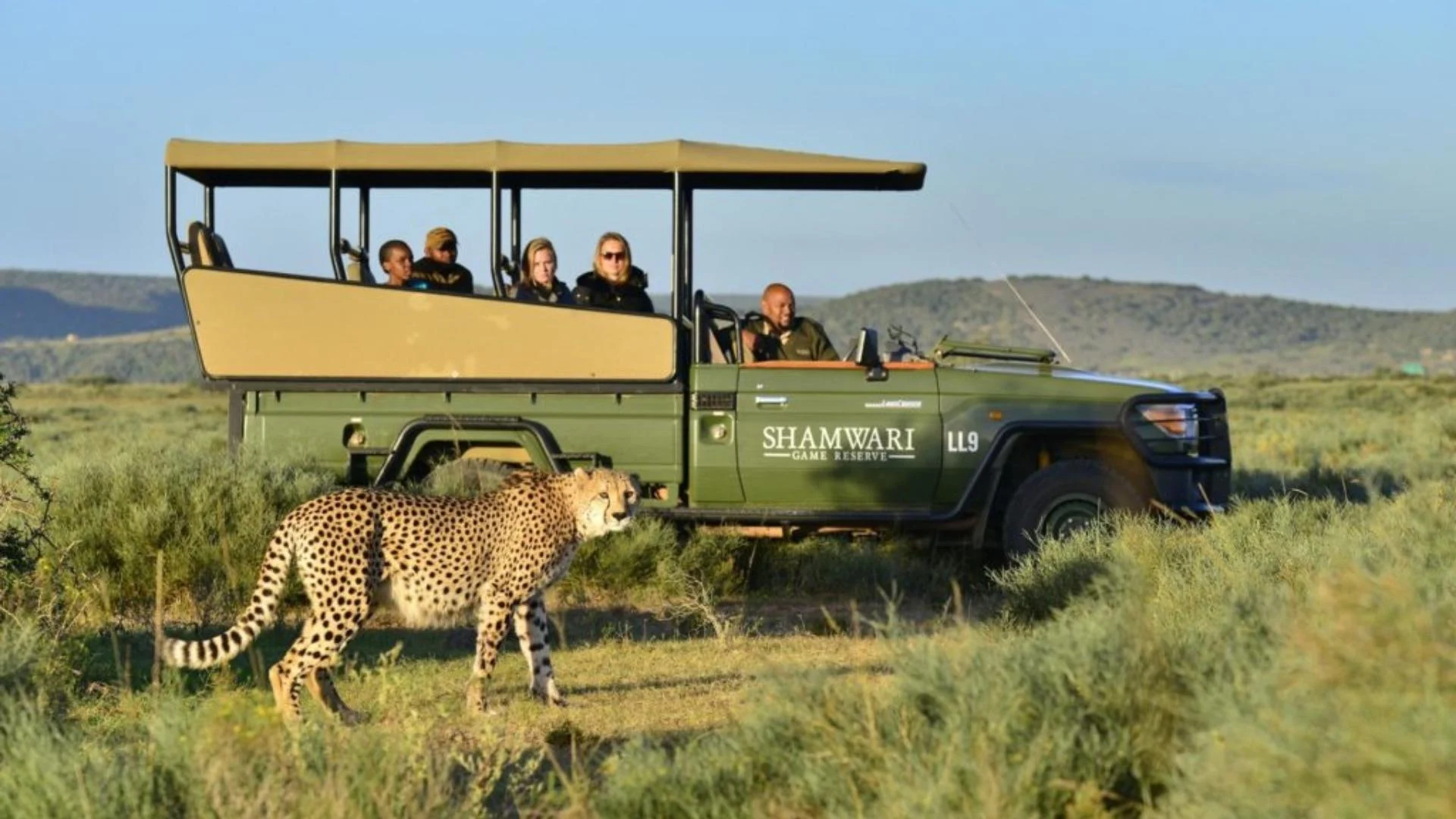 A cheetah walking beside a safari vehicle with guests at Shamwari
