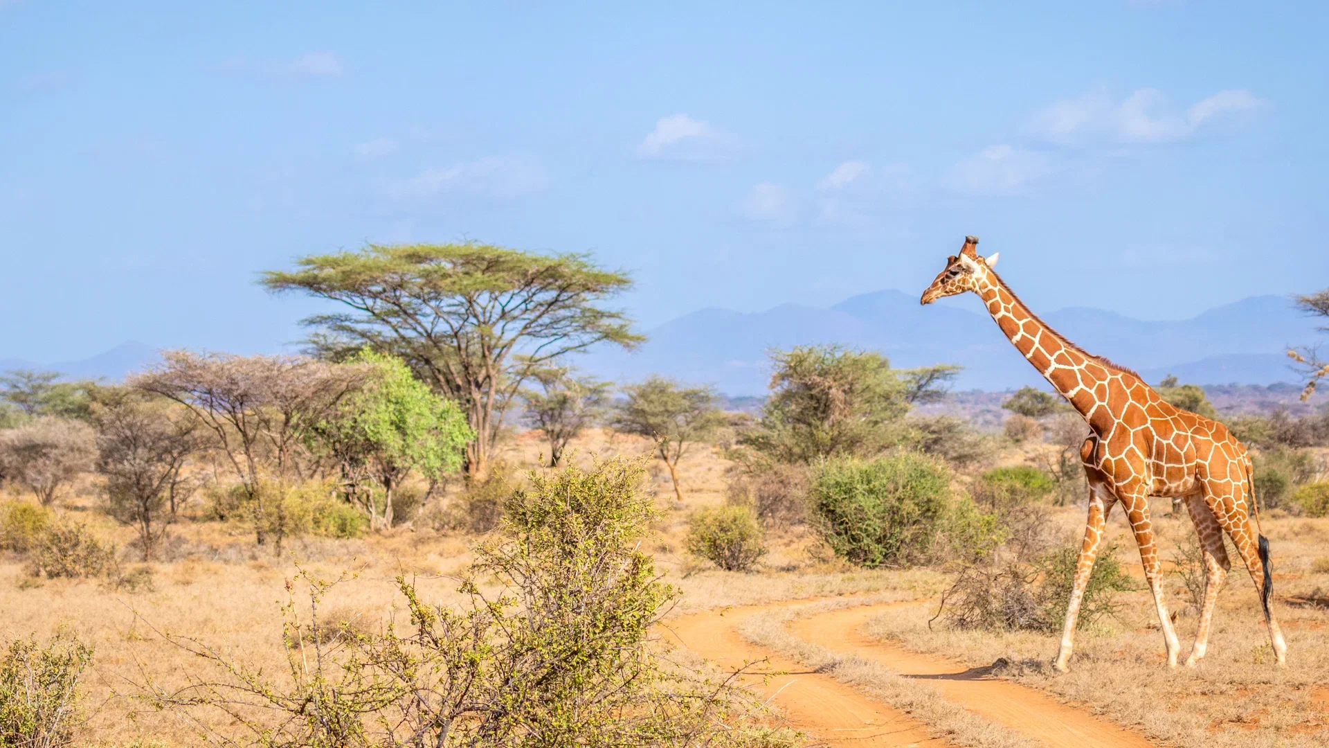 Giraffe standing among acacia trees in a dry Kenyan landscape.