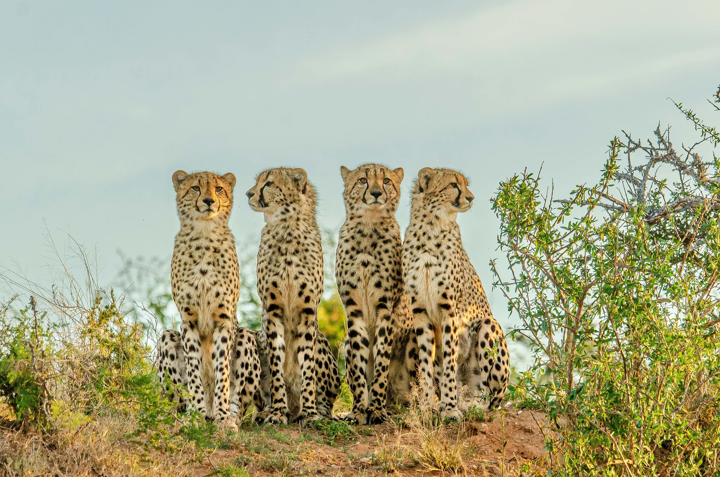 Four cheetahs sitting together in grass at Shamwari