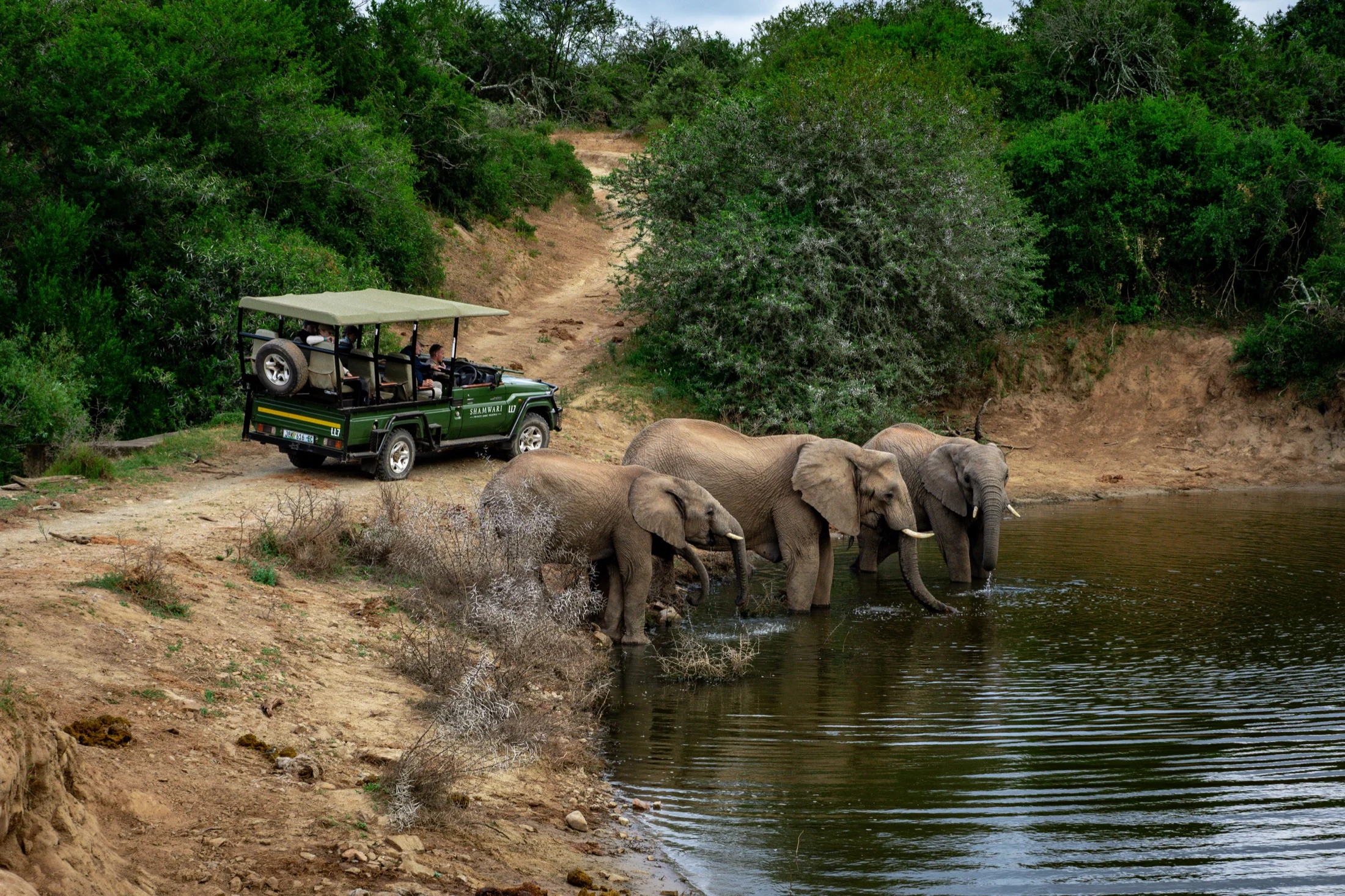 Elephants at a waterhole beside a safari vehicle at Shamwari