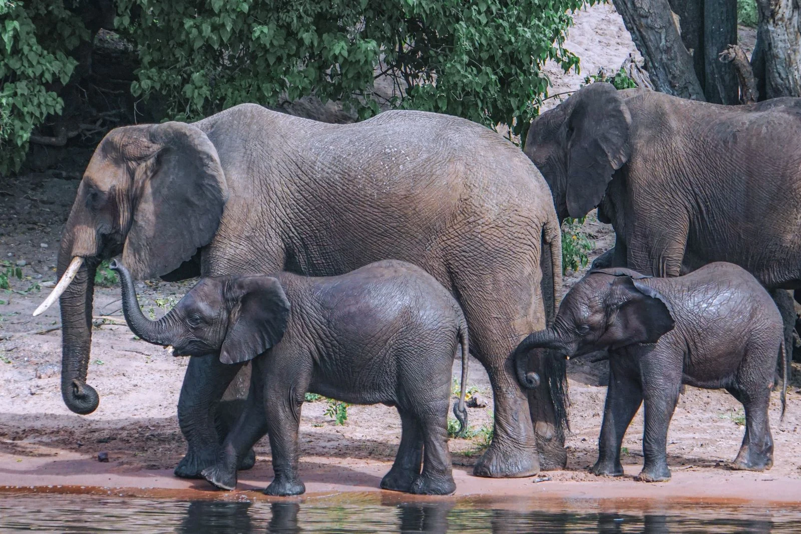 Elephant herd with calves beside a river in Botswana