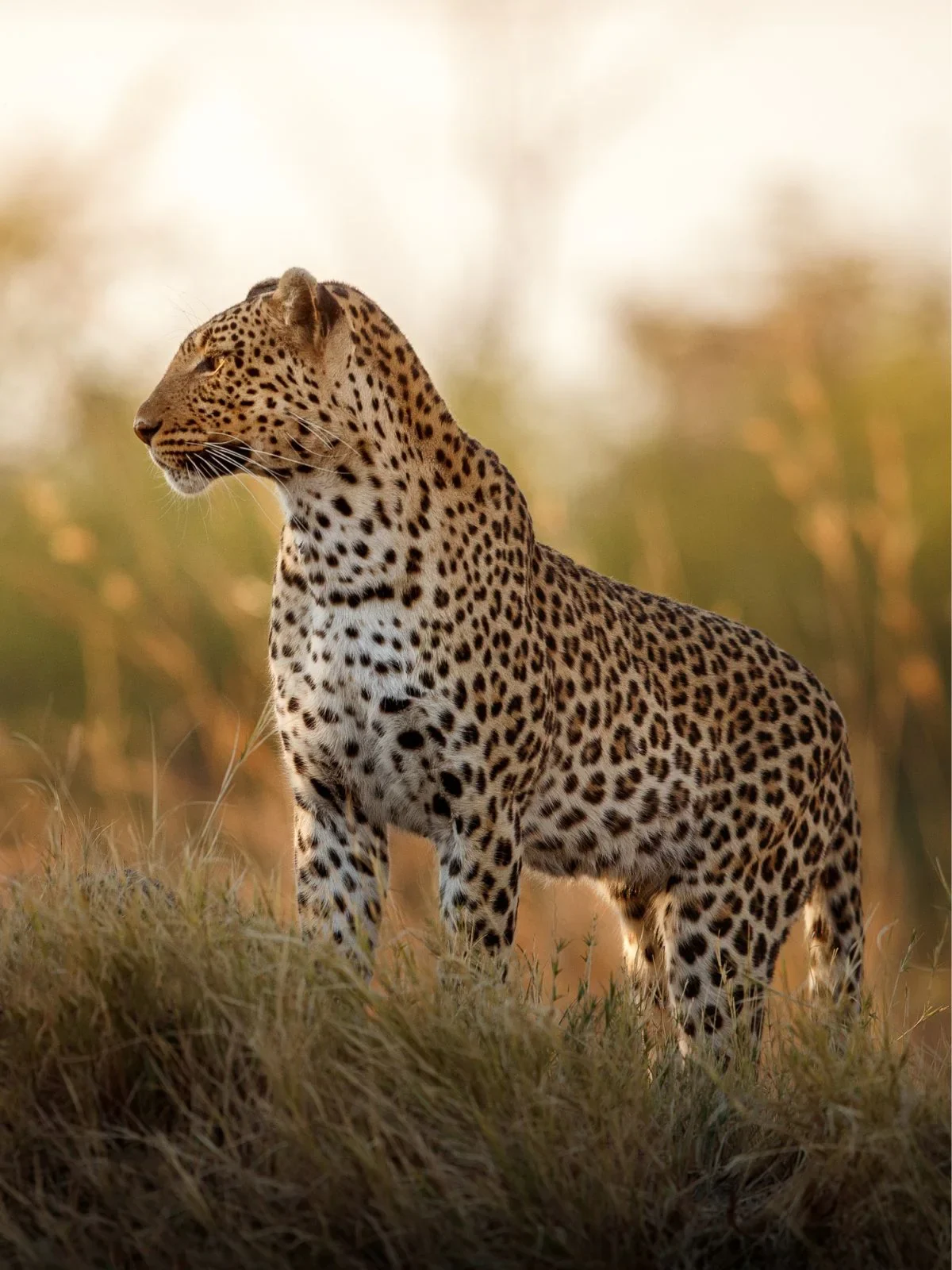 Leopard standing in golden grass at sunset on a Greater Kruger safari