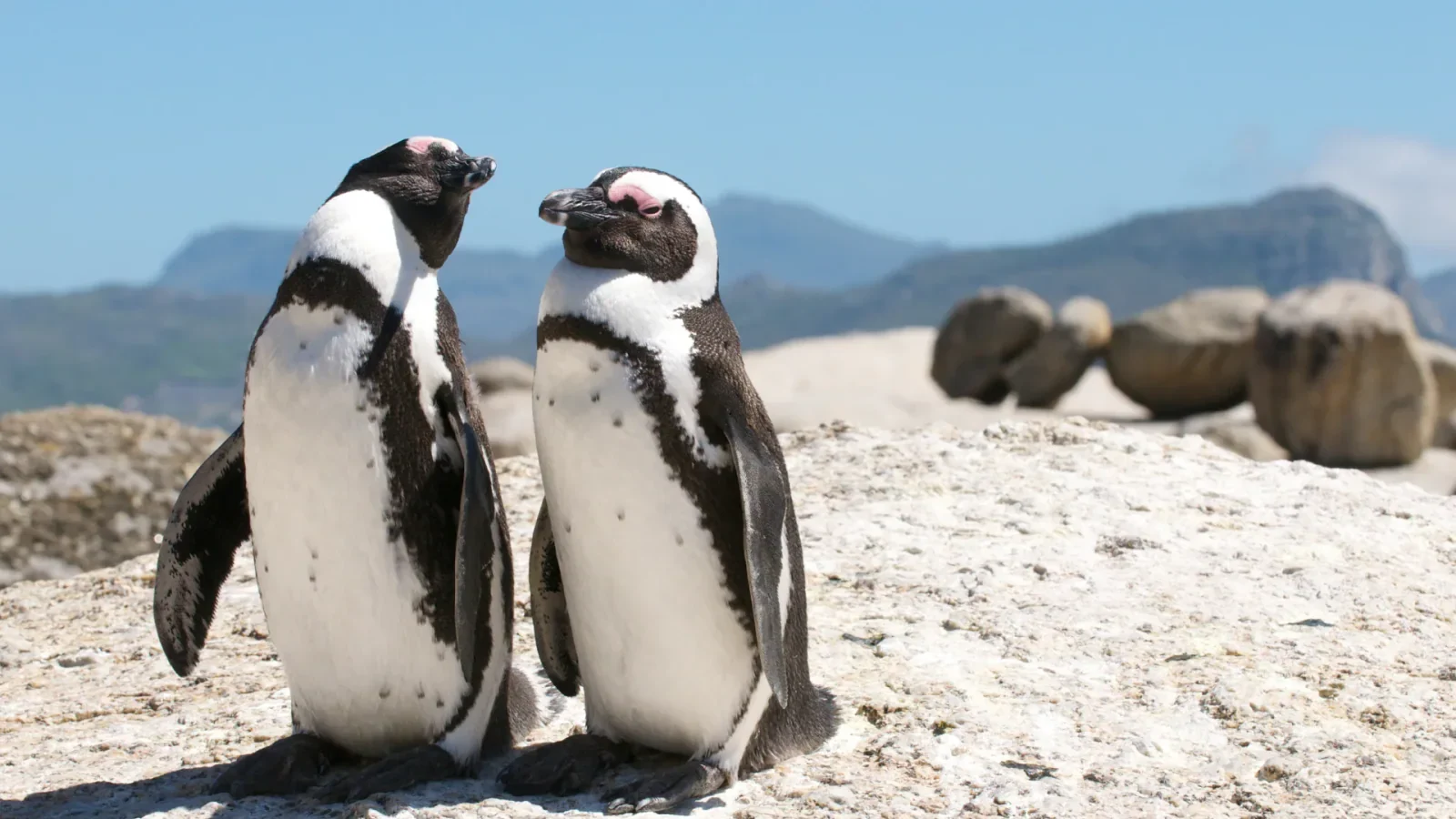 Cape penguins during a family spring break