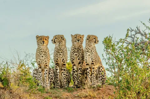 Cheetahs at Shamwari Private Game Reserve