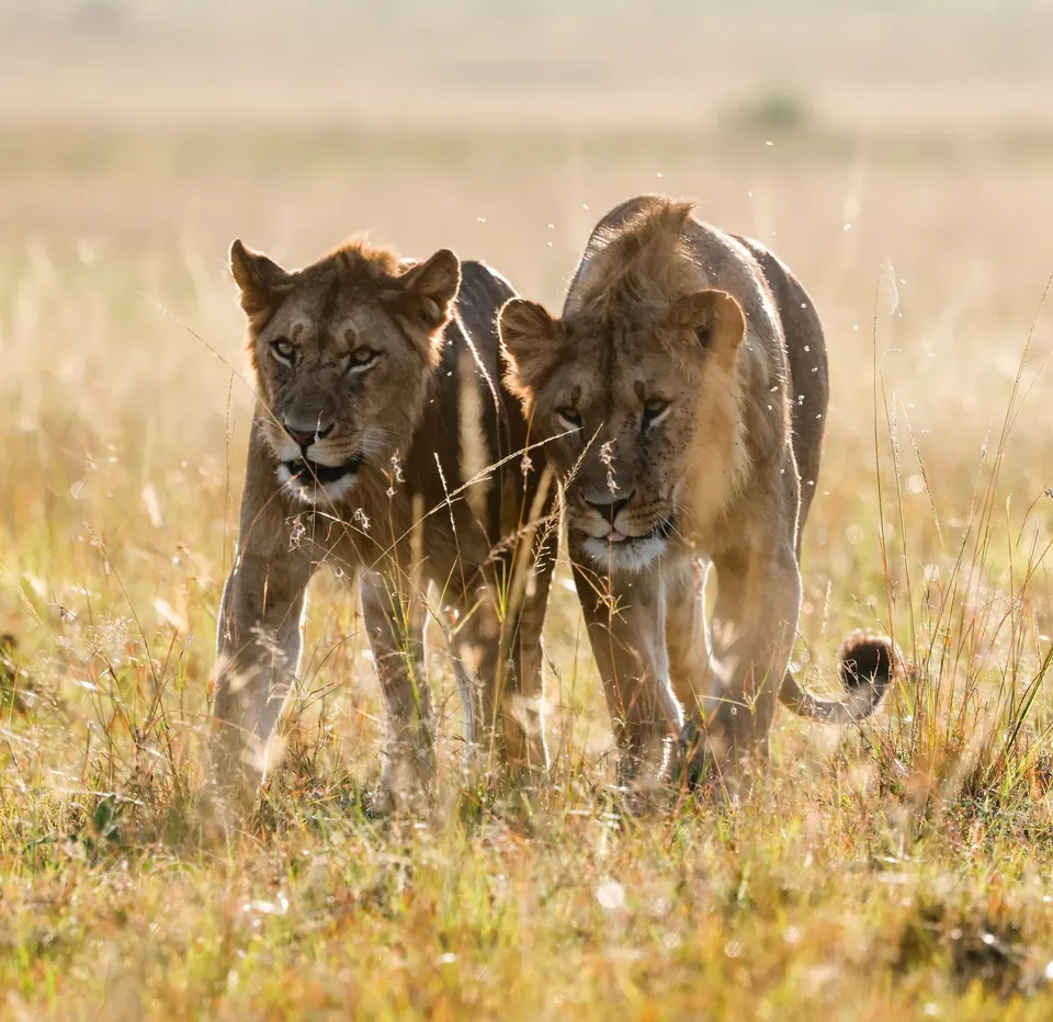 Two lions walking through grass in the Maasai Mara