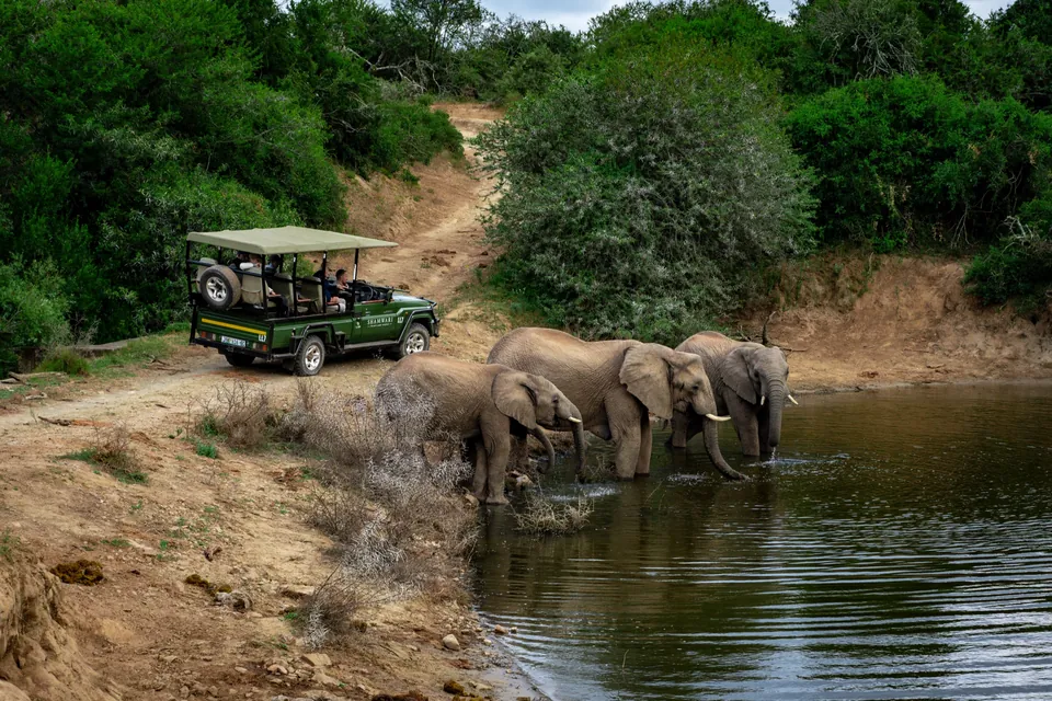 Elephants beside water and a safari vehicle at Shamwari