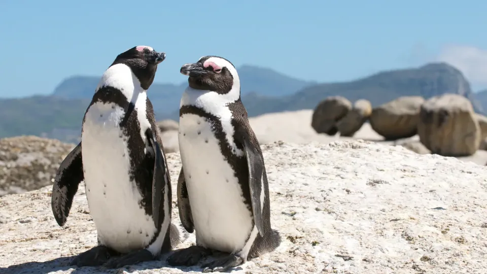 African penguins on the sand at Boulders Beach on the Cape Peninsula